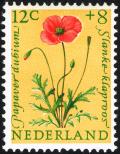 Colnect-2192-816-Long-headed-Poppy-Papaver-dubium.jpg