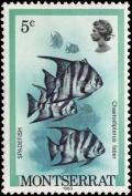 Colnect-3187-651-Atlantic-Spadefish-Chaetodipterus-faber.jpg