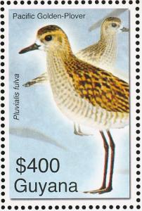 Colnect-3742-936-Pacific-Golden-Plover-Pluvialis-fulva.jpg