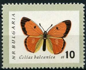 Colnect-1251-026-Danube-Clouded-Yellow-Colias-myrmidone.jpg