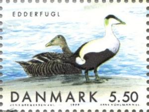 Colnect-157-559-Common-Eider-Somateria-mollissima.jpg