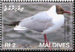 Colnect-1631-422-Black-headed-Gull-Larus-ridibundus.jpg