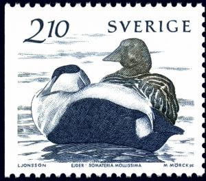 Colnect-1662-838-Common-Eider-Somateria-mollissima.jpg