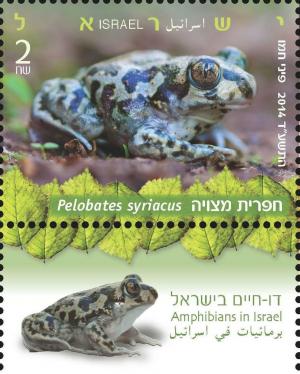 Colnect-2145-443-Syrian-Spadefoot-Pelobates-syriacus.jpg