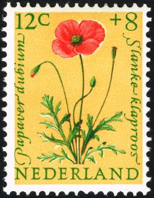 Colnect-2192-816-Long-headed-Poppy-Papaver-dubium.jpg