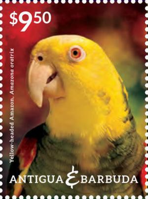 Colnect-2453-353-Yellow-headed-Amazon-Amazona-oratrix.jpg