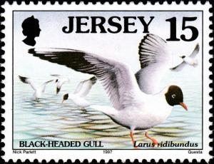 Colnect-6227-650-Black-headed-Gull-Larus-ridibundus.jpg