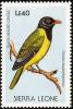 Colnect-1618-031-Western-Black-headed-Oriole-Oriolus-brachyrynchus.jpg