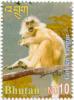 Colnect-3046-952-Gee--s-Golden-Langur-Presbytis-geei.jpg