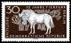 Colnect-1974-560-Black-Wildebeest-Connochaetes-gnou.jpg