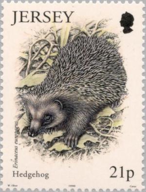 Colnect-127-817-European-Hedgehog-Erinaceus-europaeus.jpg