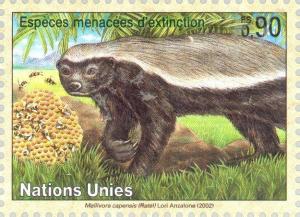 Colnect-138-750-Honey-Badger-Mellivora-capensis.jpg