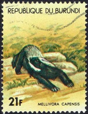 Colnect-3348-719-Honey-Badger-Mellivora-capensis.jpg