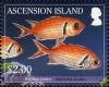 Colnect-3409-361-Blackbar-Soldierfish-Myripristis-jacobus.jpg