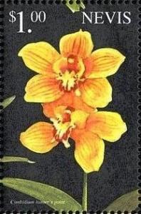 Colnect-4411-211-Cymbidium-Hunter--s-Point.jpg