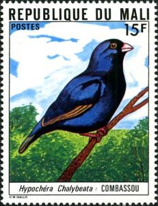 Colnect-2475-815-Village-Indigobird-Vidua-chalybeata.jpg