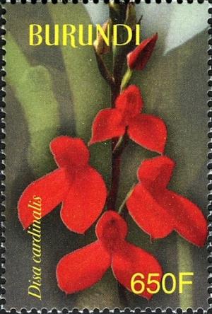 Colnect-1592-985-Disa-cardinalis.jpg