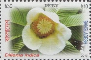 Colnect-1720-356-Dillenia-indica.jpg