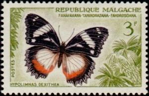 Colnect-765-095-Madagascar-Diadem-Hypolimnas-dexithea.jpg