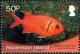 Colnect-3460-538-Blackbar-Soldierfish-Myripristis-jacobus.jpg