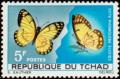 Colnect-771-746-Yellow-Splendour-Tip-Colotis-protomedia.jpg