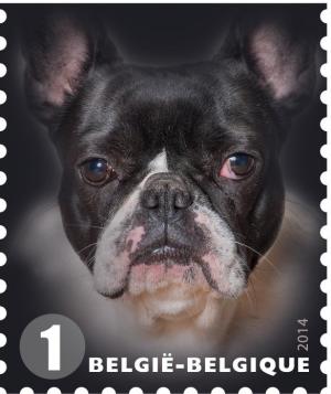 Colnect-1958-020-French-Bulldog-Canis-lupus-familiaris.jpg