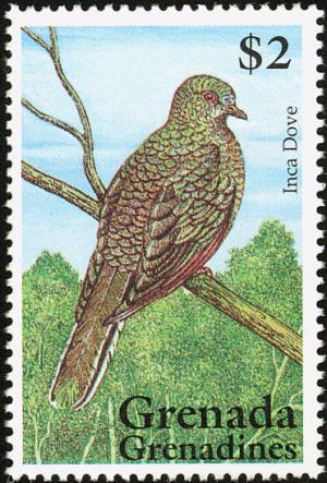 Colnect-2193-454-Inca-Dove-Scardafella-inca.jpg