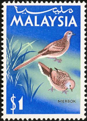 Colnect-2359-649-Zebra-Dove-Geopelia-striata.jpg