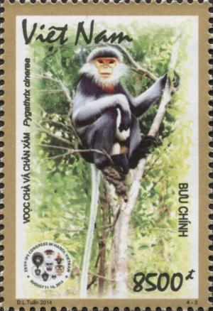 Colnect-3054-547-Grey-shanked-Douc-Langur-Pygathrix-cinerea.jpg