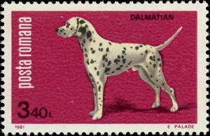 Colnect-4266-441-Dalmatian-Dog-Canis-lupus-familiaris.jpg