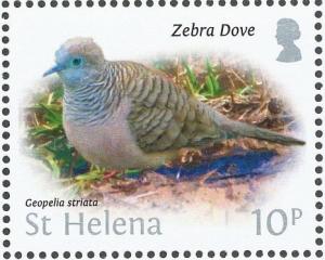 Colnect-4524-384-Zebra-Dove-Geopelia-striata.jpg