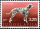 Colnect-4228-233-Dalmatian-Dog-Canis-lupus-familiaris.jpg