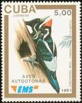 Colnect-3568-381-Ivory-billed-Woodpecker-Campephilus-principalis.jpg