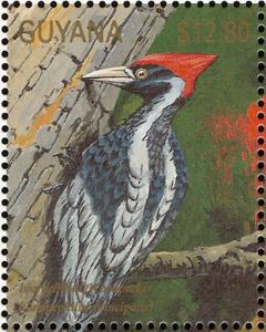 Colnect-3516-441-Ivory-billed-Woodpecker-Campephilus-principalis.jpg