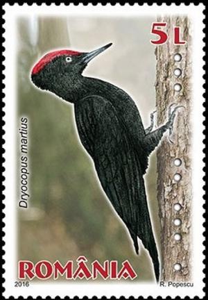 Colnect-3453-867-Black-woodpecker-Dryocopus-martius.jpg