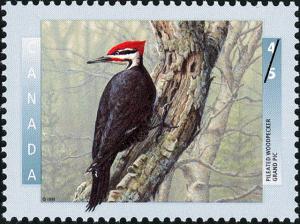 Colnect-588-476-Pileated-Woodpecker-Dryocopus-pileatus-.jpg