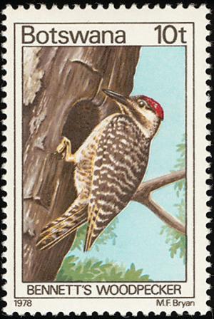 Colnect-597-724-Bennett--s-Woodpecker-Campethera-bennettii.jpg