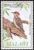 Colnect-864-275-Stierling-s-Woodpecker-Dendropicos-stierlingi.jpg