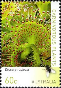 Colnect-1917-004-Drosera-rupicola.jpg