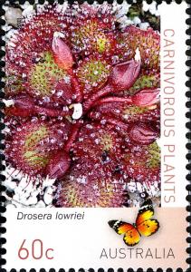 Colnect-1917-005-Drosera-lowriei.jpg