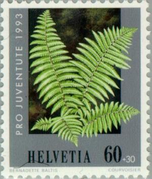 Colnect-141-150-Fern-Dryopteris-filix-mas.jpg