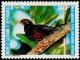 Colnect-854-497-Island-Thrush-Turdus-poliocephalus-ssp-xanthopus.jpg