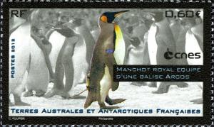 Colnect-2336-605-King-Penguin-Aptanodytes-patagonicus-with-transmitter.jpg