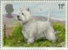 Colnect-122-110-White-Westhighland-Terrier-Canis-lupus-familiaris.jpg