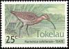 Colnect-1458-497-Bristle-thighed-Curlew-Numenius-tahitiensis.jpg