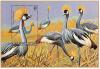 Colnect-1780-800-Grey-Crowned-Crane-Balearica-regulorum.jpg