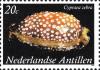 Colnect-2205-591-Measled-Cowry-Cypraea-zebra.jpg