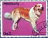 Colnect-2321-502-St-Bernard-Canis-lupus-familiaris.jpg