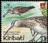 Colnect-3084-531-Bristle-thighed-Curlew-Numenius-tahitiensis.jpg