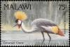 Colnect-3388-914-Grey-Crowned-Crane-Balearica-regulorum.jpg